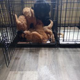 Labradoodle Puppies from Sakura Pups