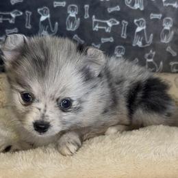 Rex - Blue merle male Pomeranian puppy in Lexington, Oklahoma from BooneDox Miniature Dachshunds