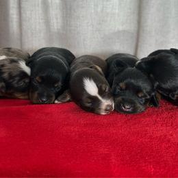 Girl 4 - Blue merle female Toy Australian Shepherd puppy in Sulphur, Louisiana from Triple J Aussies and Corgis