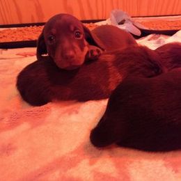 Dachshund Puppies from White River Valley Kennel