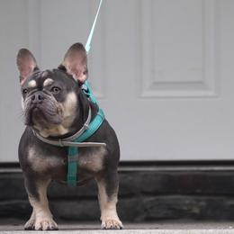 Chanel - French Bulldog