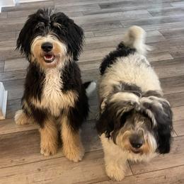 Bernedoodles from Grand Bernedoodles