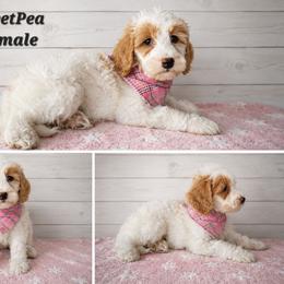 SweetPea - Parti female Goldendoodle puppy in Grabill, Indiana from Rose's Doodles