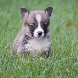 Hank - Red male Pembroke Welsh Corgi puppy in Lititz, Pennsylvania from GoldStar Corgis (License Number 18519)