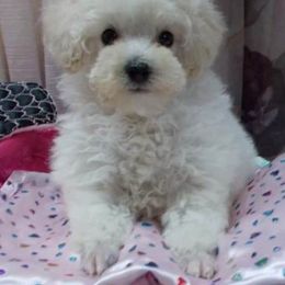 Poodle Puppies from Lowry Toy Poodles