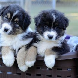 Australian Shepherd and Pyrenean Shepherd Puppies from Coolmoor