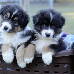 Australian Shepherd and Pyrenean Shepherd Puppies from Coolmoor