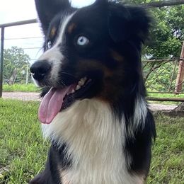 Bleu - Miniature Australian Shepherd