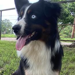 Bleu - Miniature Australian Shepherd