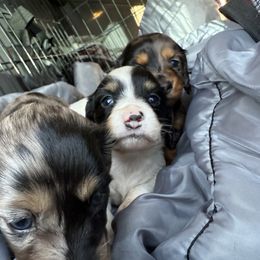 Dachshund Puppies from Monterey Bay Dachshund Kennel
