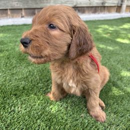 Goldendoodle puppies from Twin Valley Goldendoodles