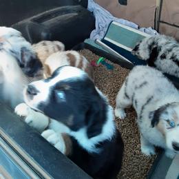 Australian Shepherd Puppies from Gardner Canyon Kennels