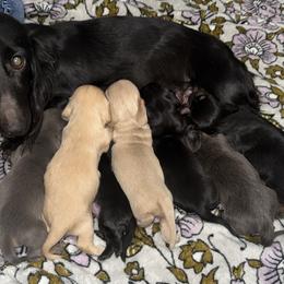 Dachshund puppies from R&J  Mini Doxie’s of the South
