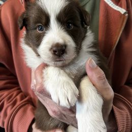 Max - Red male Border Collie puppy in Memphis, New York from Dual Traxx Border Collies