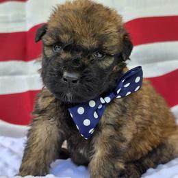 AKC BREN - Fawn male Bouvier des Flandres puppy in Marionville, Missouri from Sandbox Puppies