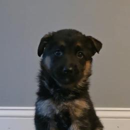 German Shepherd Puppies from Muddy Acres German Shepherds