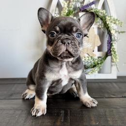 Prada - Liver female French Bulldog puppy in Stanchfield, Minnesota from Sunshine's French Bulldogs