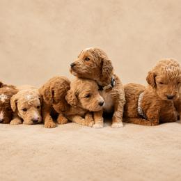 Gray Color Puppy - Red  male Goldendoodle puppy in Loma Rica, California from BloomingPuppies