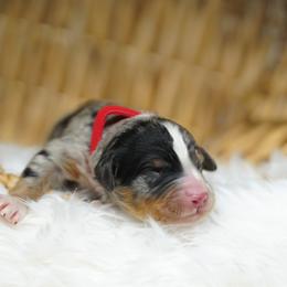 Fenway - Blue merle male Bernedoodle puppy in Spokane, Washington from Lilac City Doodles