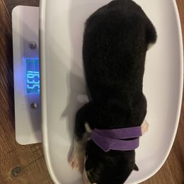 Siberian Husky Puppies from Alexandra's Siberian Huskies