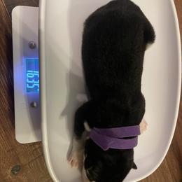 Siberian Husky Puppies from Alexandra's Siberian Huskies