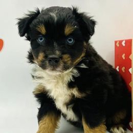 Aussiedoodles, Miniature Australian Shepherds, and Poodles from Three Sisters Kennel