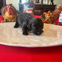 Purple Collar - Dark brown female Boykin Spaniel puppy in Hurtsboro, Alabama from PARK’s Family Farm