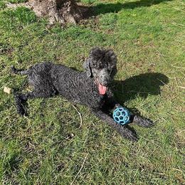 Poodles from Pipers Standard Poodles