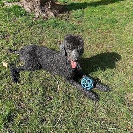 Poodles from Pipers Standard Poodles