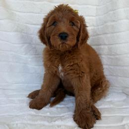 Kapono ( Yellow collar girl) - Red  female Goldendoodle puppy in Phelan, California from High Desert Doodles - the original