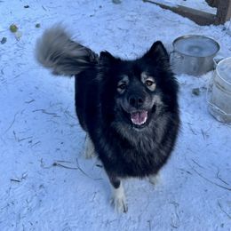 Xena - Siberian Husky