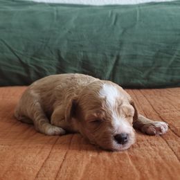 Cavapoo Puppies from Good Shepherd Homestead