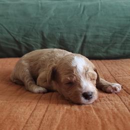 Cavapoo Puppies from Good Shepherd Homestead