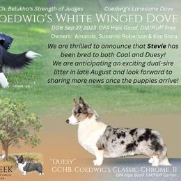 Cardigan Welsh Corgi Puppies from Oakcreek