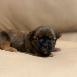 1 - Red male Shorkie puppy in Delta, Colorado from SATA Kennels