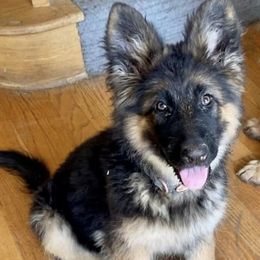 German Shepherds from Victoria's German Shepherds