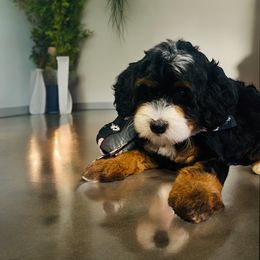 Bernedoodle puppies from Cottrell’s Poodles & Doodles