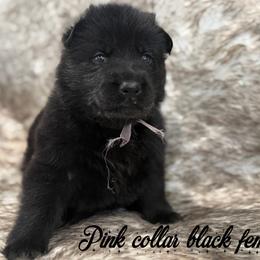 Pink collar - Black female German Shepherd puppy in Canterbury, Connecticut from Nachtwaechter German Shepherds, LLC