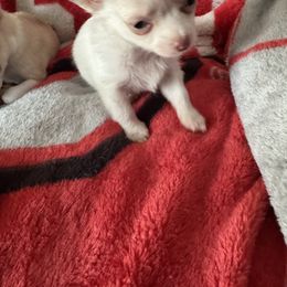 Chihuahua All Grown Up from Cathy Wright