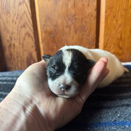 Spur - Blue male Australian Cattle Dog puppy in Cottage Grove, Oregon from Heirloom Ranch