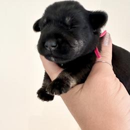 Dark Pink Girl - Black and silver female Miniature Schnauzer puppy in Floyd, Virginia from Little River Puppies