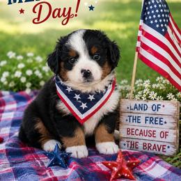 Marshmallow - Blue merle male Toy Australian Shepherd puppy in Norco, California from River Springs Aussies