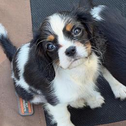 Angus - Tri-color male Cavalier King Charles Spaniel puppy in Cleveland, Georgia from Cavalier Country Farm