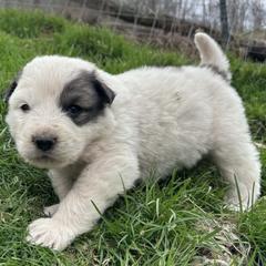 Puppy ID 220262 - White and badger male Great Pyrenees puppy in Leicester, North Carolina from Randall Glen Pyrenees