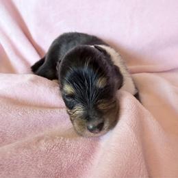 Female 2 - Black white and tan female Shetland Sheepdog puppy in Hobbs, New Mexico from Kailyn Shelties