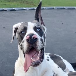 Maverick - Great Dane