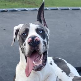 Maverick - Great Dane