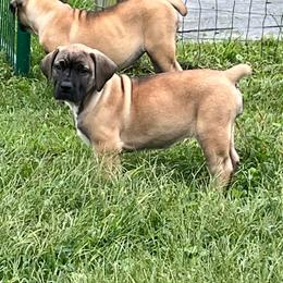 Sprout - Brown female Boerboel puppy in Guysville, Ohio from Fueled Kennel
