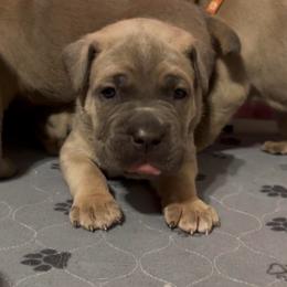 Formentino Female 2 - Fawn female Cane Corso puppy in Clewiston, Florida from Far From Average Kennels