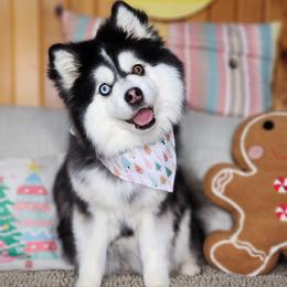Raven - Pomsky
